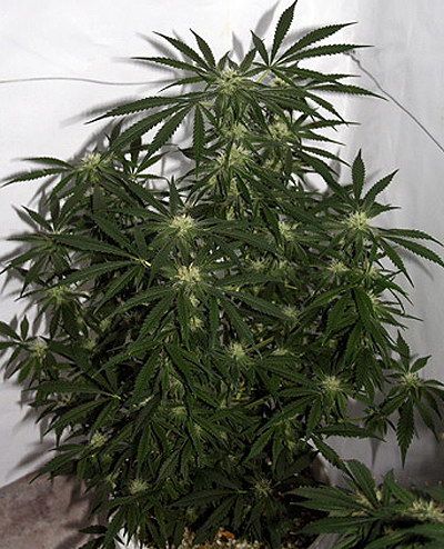 Mr Nice Seedbank Early Skunk Haze Regular Seeds