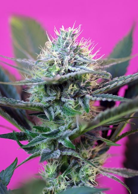 Sweet Seeds Speed + Auto Feminised Seeds