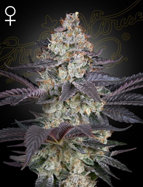 Greenhouse Seed Co. Ztrawberry Feminised Seeds