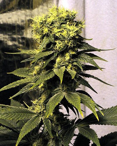 Mr Nice Seedbank Early Queen Regular Seeds