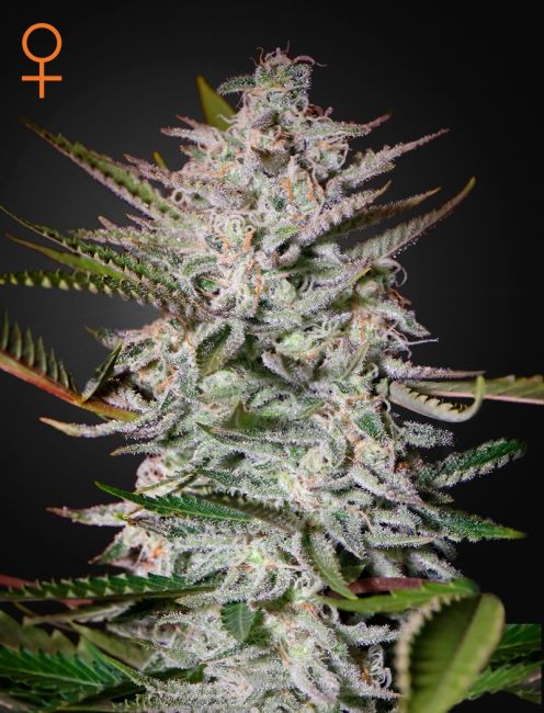 Greenhouse Seed Co. Holy Punch Feminised Seeds