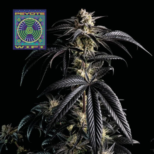 Seedsman Peyote Wi-Fi Feminised Seeds