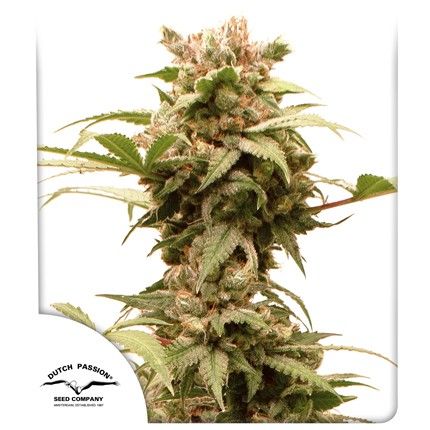 Dutch Passion CBG-Force Auto Feminised Seeds