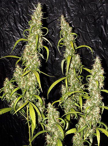 Mr Nice Seedbank Neville's Haze Regular Seeds