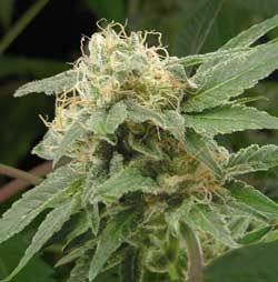 T.H. Seeds Sage n Sour Feminised Seeds - 10+