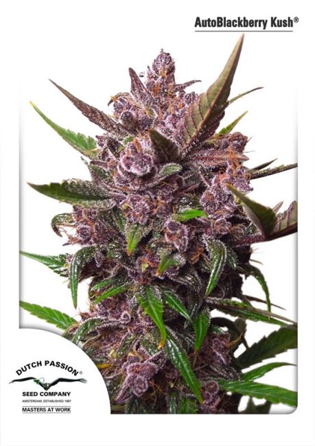 Dutch Passion Blackberry Kush Auto Feminised Seeds