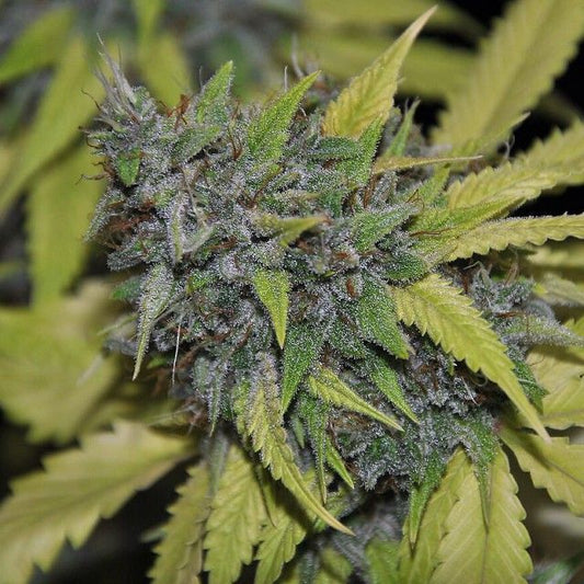 Pheno Finder Seeds Grandaddy Confidential Feminised Seeds