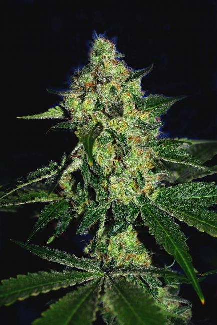 Cali Connection Sugar Mill Feminised Seeds (Gold Collection)