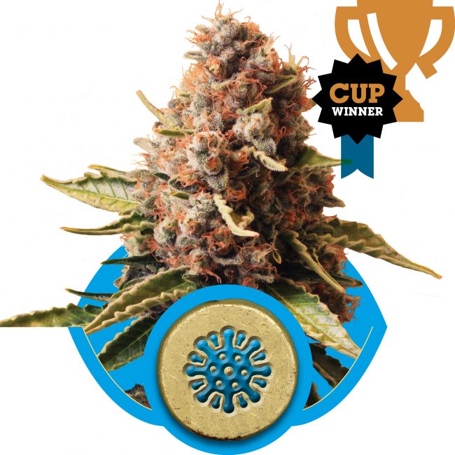 Royal Queen Seeds Euphoria CBD Feminised Seeds