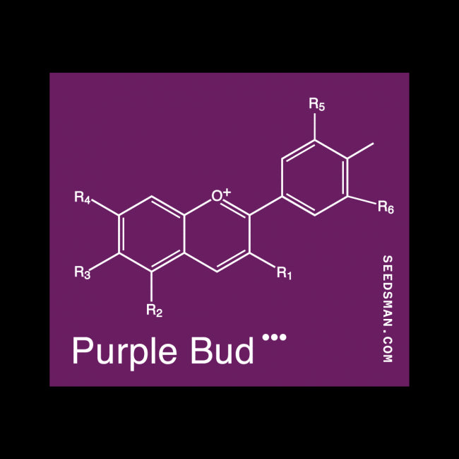 Seedsman Purple Bud Regular Seeds