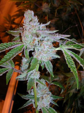 Cali Connection Tahoe OG Kush Feminised Seeds