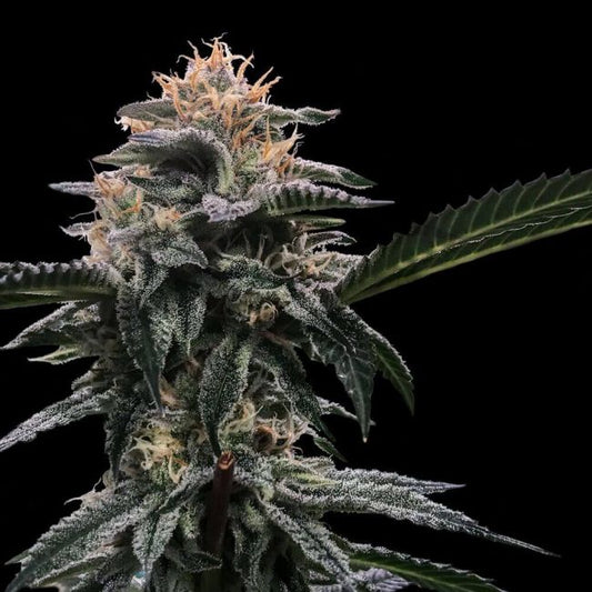 DNA Genetics Banana Sorbet Feminised Seeds (Sorbet Collection)