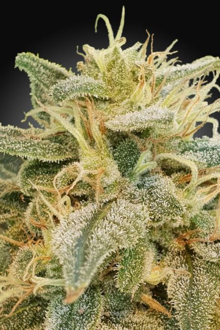 Paradise Seeds Relief CBD Feminised Seeds (CBDrelief‚Ñ¢)