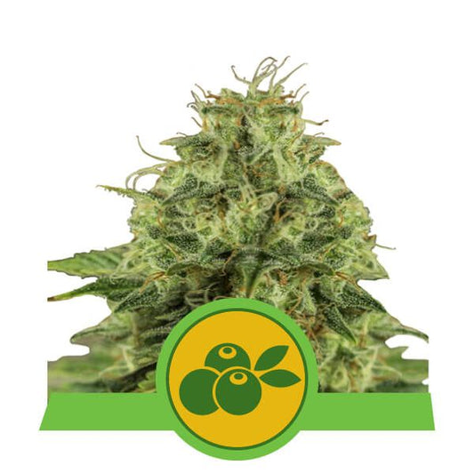 Royal Queen Seeds Haze Berry Auto Feminised Seeds