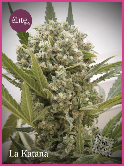 Elite Seeds La Katana Feminised Seeds