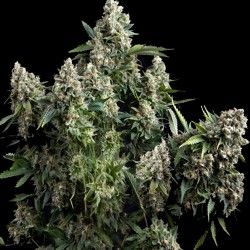 Pyramid Seeds Tutankhamon Feminised Seeds