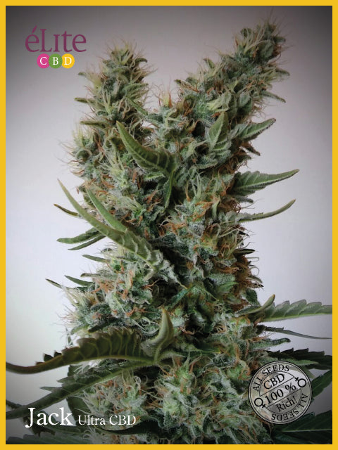 Elite Seeds Jack Ultra CBD Feminised Seeds