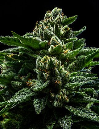 Ripper Seeds DO-G Feminised Seeds