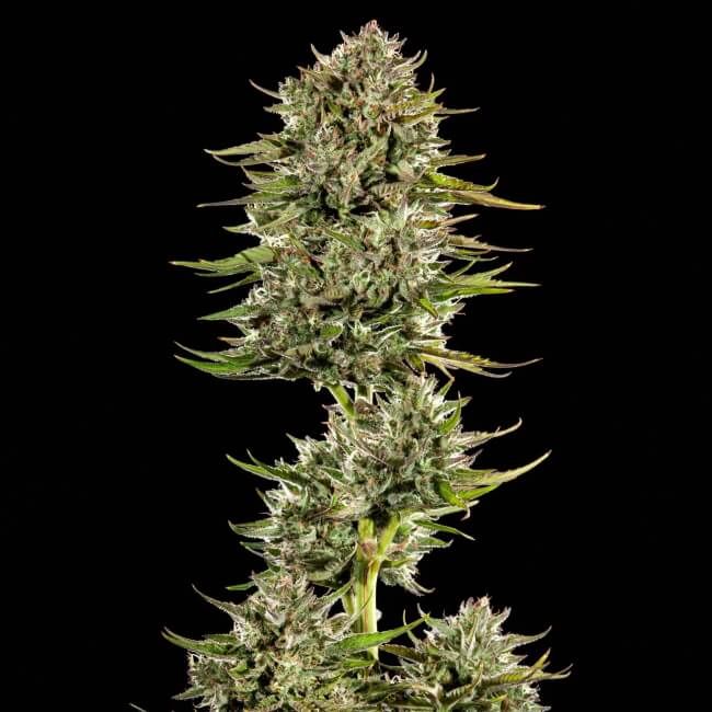 Trilogene Seeds Face Gas AUTO Feminised Seeds