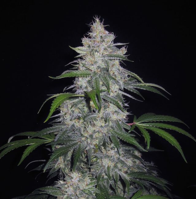 Mephisto Genetics Fantasmo Express Auto Feminised Seeds