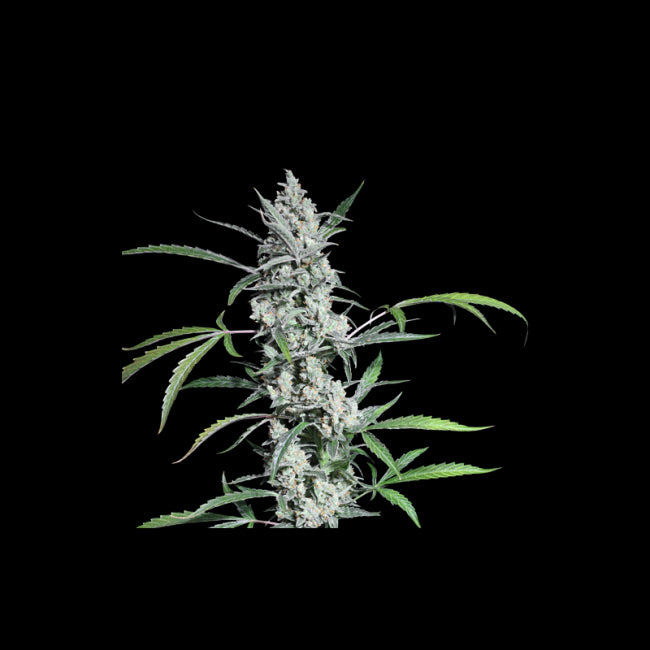 Super Sativa Seed Club Fat Pete's Cookies Auto Feminised Seeds