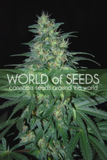 World of Seeds S. African Kwazulu Feminised Seeds