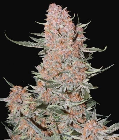 FastBuds Ztrawberriez Auto Feminised Seeds