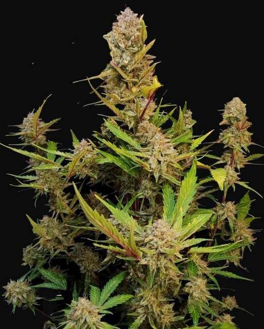 FastBuds Apricot Auto Feminised Seeds