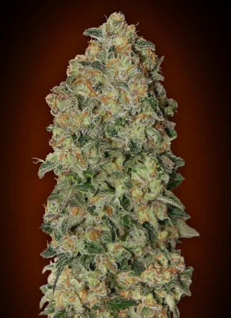 00 Seeds Chocolate Skunk Auto Feminised Seeds