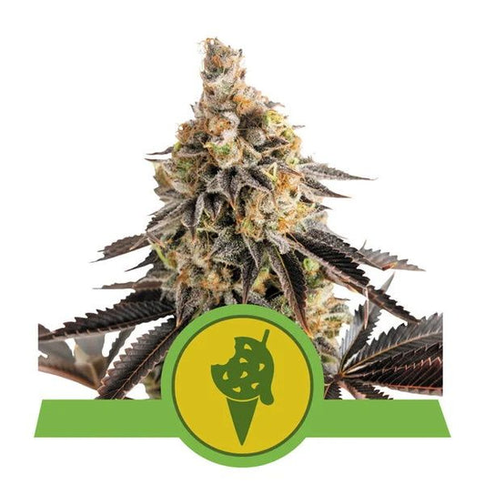 Royal Queen Seeds Cookies Gelato Auto Feminised Seeds