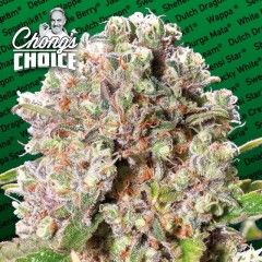 Paradise Seeds Mendocino Skunk Feminised Seeds