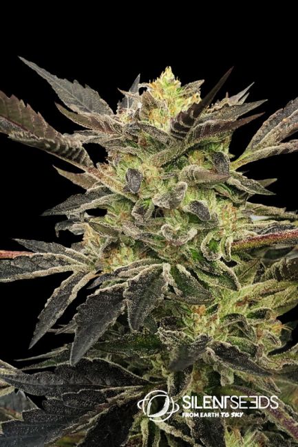 Silent Seeds Pink Sunset Auto Feminised Seeds