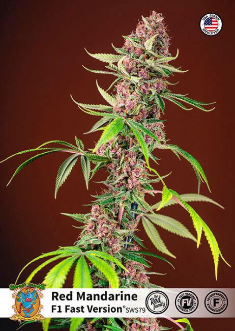 Sweet Seeds Red Mandarine F1 FAST Feminised Seeds