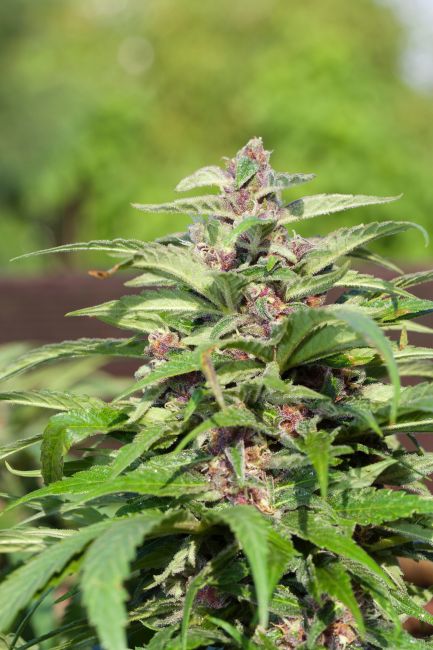 Female Seeds Red Purps Feminised Seeds