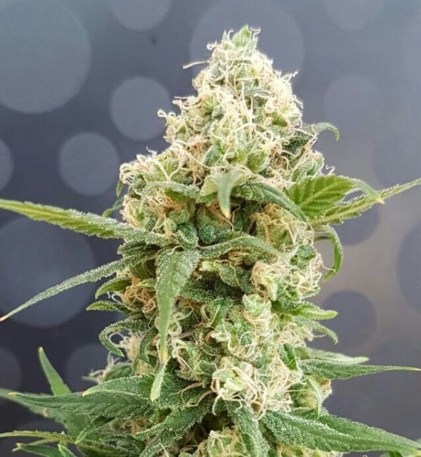 Lineage Genetics Pineapple Auto Feminised Seeds