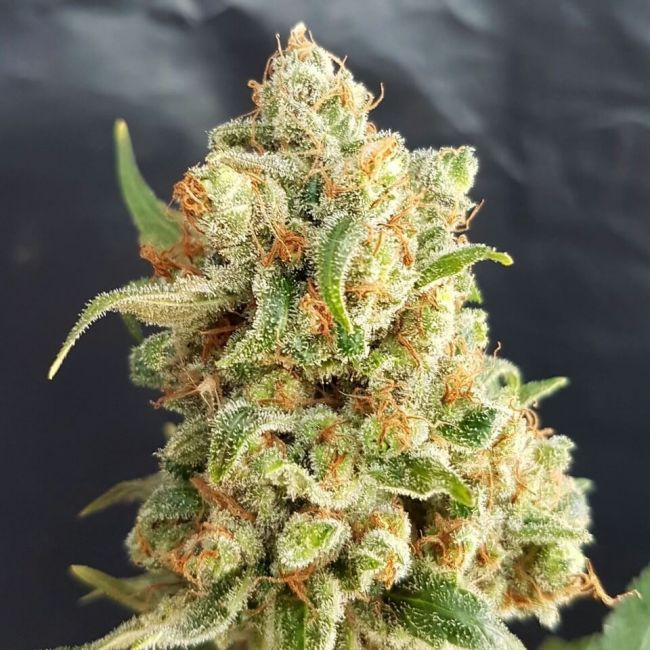 Expert Seeds New York Diesel Auto Feminised Seeds