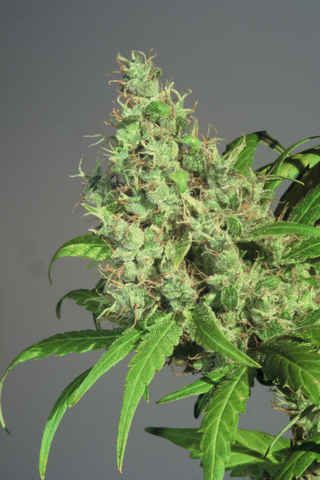 T.H. Seeds S.A.G.E Feminised Seeds