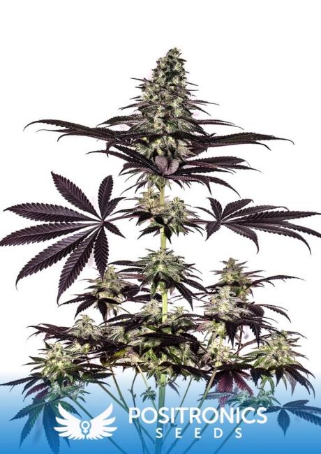 Positronic Seeds Critical #47 Express Auto Feminised Seeds