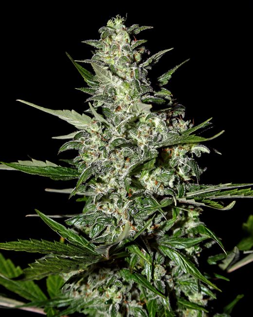 Greenhouse Seed Co. Super Critical AUTO Feminised Seeds