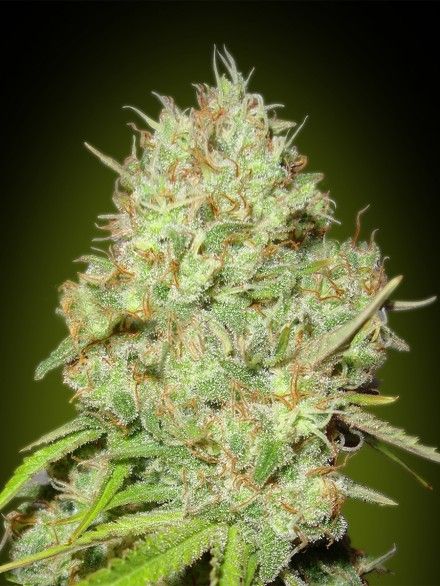 Advanced Seeds Shark Widow Feminised Seeds