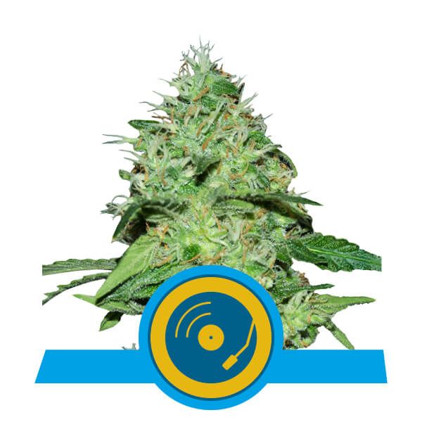 Royal Queen Seeds Joanne's CBD Feminised Seeds