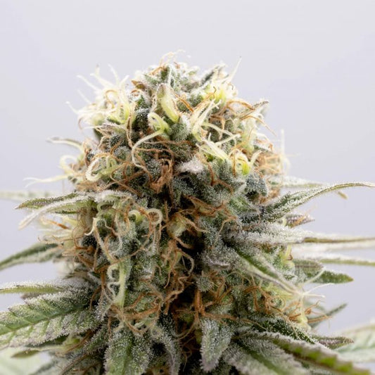 Kannabia Seeds GSC Feminised Seeds