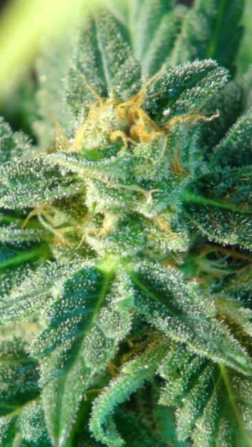 Kannabia Seeds Kritic (Kritic 70) Auto Feminised Seeds