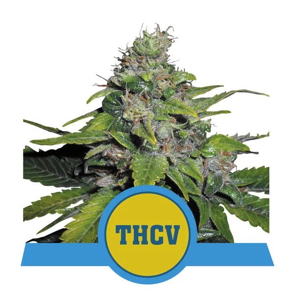 Royal Queen Seeds Royal THCV Feminised Seeds