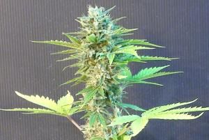 Kannabia Seeds Speedy Boom (Speedy G) Auto Feminised Seeds