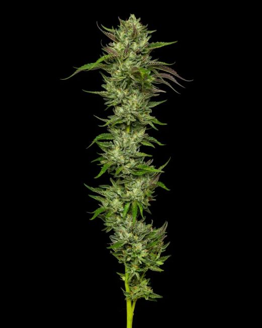 Humboldt Seed Co. Collie Man Kush Feminised Seeds