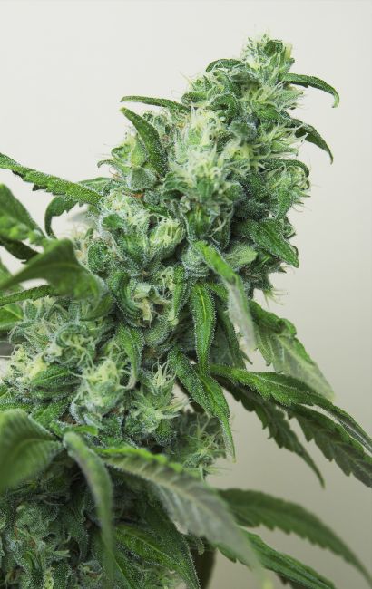 House of the Great Gardener Digweed Feminised Seeds