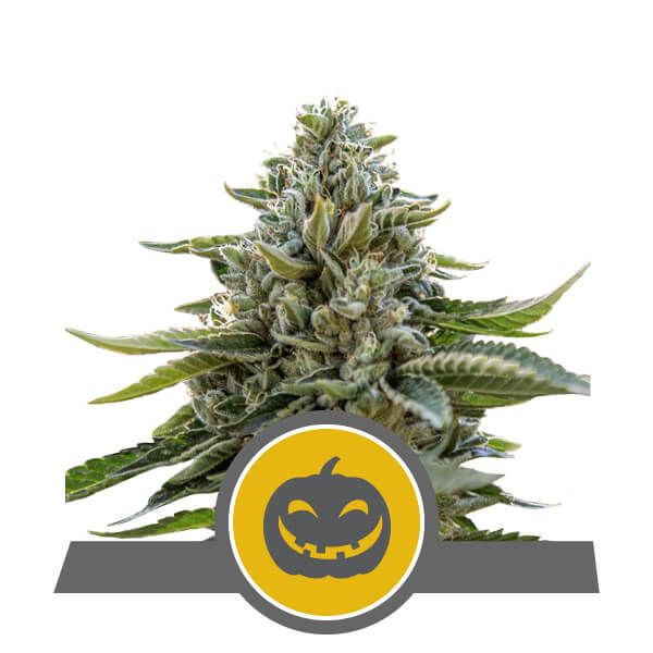 Royal Queen Seeds Pumpkin Kush Regular Seeds