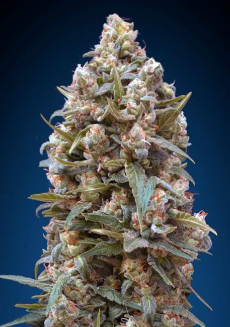 00 Seeds Female Collection #4 Feminised Seeds