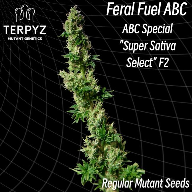 TerpyZ Mutant Genetics Feral Fuel ABC Regular Seeds